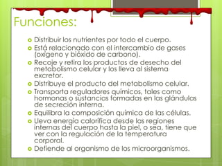 Funciones:
 Distribuir los nutrientes por todo el cuerpo.
 Está relacionado con el intercambio de gases
(oxígeno y bióxido de carbono).
 Recoje y retira los productos de desecho del
metabolismo celular y los lleva al sistema
excretor.
 Distribuye el producto del metabolismo celular.
 Transporta reguladores químicos, tales como
hormonas o sustancias formadas en las glándulas
de secreción interna.
 Equilibra la composición química de las células.
 Lleva energía calorífica desde las regiones
internas del cuerpo hasta la piel, o sea, tiene que
ver con la regulación de la temperatura
corporal.
 Defiende al organismo de los microorganismos.
 