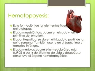 Hematopoyesis:
 Es la formación de los elementos figurados, se da
entre etapas:
 Etapa mesoblástica: ocurre en el saco vitelino
primitivo del embrión.
 Etapa Hepática: se da en el hígado a partir de la
quita semana. También ocurre en el bazo, timo y
ganglios linfáticos.
 Etapa medular: ocurre e la medula ósea roja
(MRO) a partir del 5to mes de vida y después se
constituye el órgano hematopoyético.
 