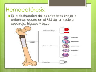 Hemocatéresis:
 Es la destrucción de los eritrocitos «viejo» o
enfermos, ocurre en el RES de la medula
ósea roja, hígado y bazo.
 