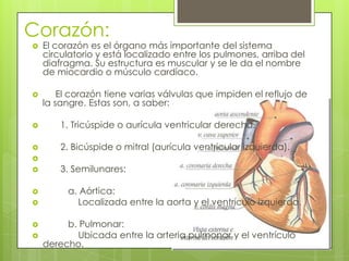 Corazón:
 El corazón es el órgano más importante del sistema
circulatorio y está localizado entre los pulmones, arriba del
diafragma. Su estructura es muscular y se le da el nombre
de miocardio o músculo cardíaco.
 El corazón tiene varias válvulas que impiden el reflujo de
la sangre. Estas son, a saber:
 1. Tricúspide o aurícula ventricular derecha.
 2. Bicúspide o mitral (aurícula ventricular izquierda).

 3. Semilunares:
 a. Aórtica:
 Localizada entre la aorta y el ventrículo izquierdo.
 b. Pulmonar:
 Ubicada entre la arteria pulmonar y el ventrículo
derecho.
 