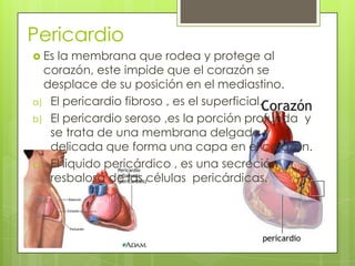Pericardio
 Es la membrana que rodea y protege al
corazón, este impide que el corazón se
desplace de su posición en el mediastino.
a) El pericardio fibroso , es el superficial.
b) El pericardio seroso ,es la porción profunda y
se trata de una membrana delgada y
delicada que forma una capa en el corazón.
c) El liquido pericárdico , es una secreción
resbalosa de las células pericárdicas.
 