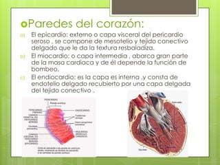 Paredes del corazón:
a) El epicardio: externo o capa visceral del pericardio
seroso , se compone de mesotelio y tejido conectivo
delgado que le da la textura resbaladiza.
b) El miocardio: o capa intermedia , abarca gran parte
de la masa cardiaca y de él depende la función de
bombeo.
c) El endiocardio: es la capa es interna ,y consta de
endotelio delgado recubierto por una capa delgada
del tejido conectivo .
 