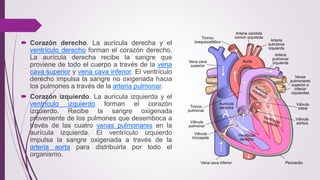 Sistema cardiovascular (5)