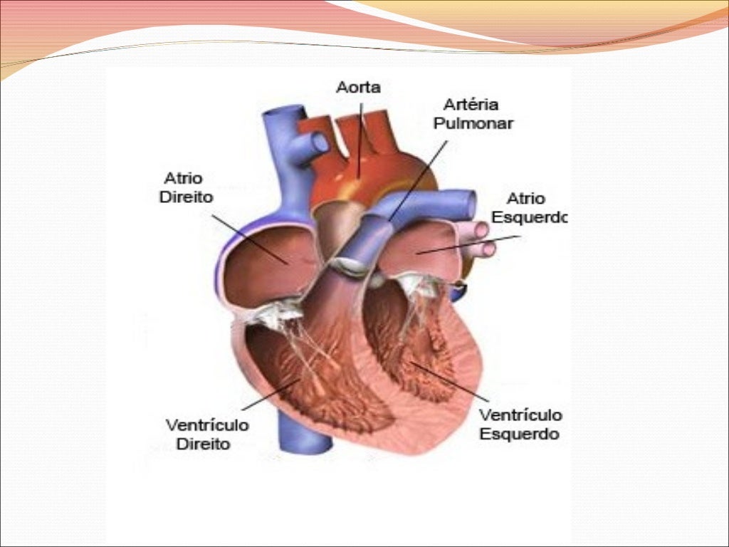 Exercícios Sobre O Sistema Cardiovascular 8o Ano