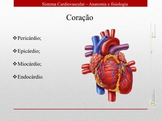 Sistema Cardiovascular – Anatomia e fisiologia
Coração
Pericárdio;
Epicárdio;
Miocárdio;
Endocárdio.
 