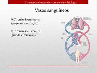 Sistema Cardiovascular – Anatomia e fisiologia
Vasos sanguíneos
Circulação pulmonar
(pequena circulação)
Circulação sistêmica
(grande circulação)
 