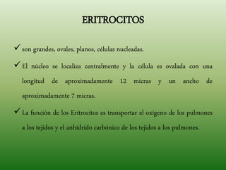 ERITROCITOS
son grandes, ovales, planos, células nucleadas.
El núcleo se localiza centralmente y la célula es ovalada con una
longitud de aproximadamente 12 micras y un ancho de
aproximadamente 7 micras.
La función de los Eritrocitos es transportar el oxígeno de los pulmones
a los tejidos y el anhídrido carbónico de los tejidos a los pulmones.
 