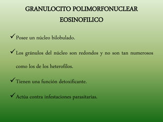 GRANULOCITO POLIMORFONUCLEAR
EOSINOFILICO
Posee un núcleo bilobulado.
Los gránulos del núcleo son redondos y no son tan numerosos
como los de los heterofilos.
Tienen una función detoxificante.
Actúa contra infestaciones parasitarias.
 