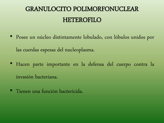 GRANULOCITO POLIMORFONUCLEAR
HETEROFILO
• Posee un núcleo distintamente lobulado, con lóbulos unidos por
las cuerdas espesas del nucleoplasma.
• Hacen parte importante en la defensa del cuerpo contra la
invasión bacteriana.
• Tienen una función bactericida.
 