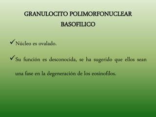 GRANULOCITO POLIMORFONUCLEAR
BASOFILICO
Núcleo es ovalado.
Su función es desconocida, se ha sugerido que ellos sean
una fase en la degeneración de los eosinofilos.
 