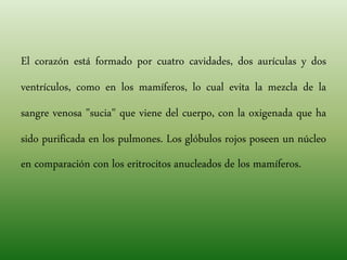 El corazón está formado por cuatro cavidades, dos aurículas y dos
ventrículos, como en los mamíferos, lo cual evita la mezcla de la
sangre venosa "sucia" que viene del cuerpo, con la oxigenada que ha
sido purificada en los pulmones. Los glóbulos rojos poseen un núcleo
en comparación con los eritrocitos anucleados de los mamíferos.
 