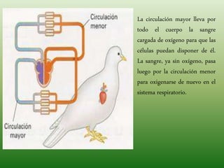 La circulación mayor lleva por
todo el cuerpo la sangre
cargada de oxígeno para que las
células puedan disponer de él.
La sangre, ya sin oxígeno, pasa
luego por la circulación menor
para oxigenarse de nuevo en el
sistema respiratorio.
 