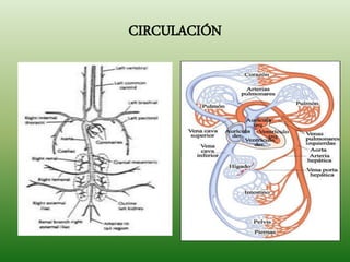 CIRCULACIÓN
 