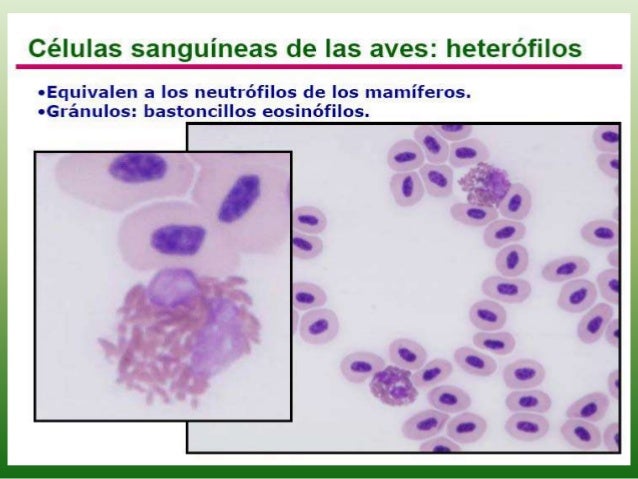 Sistema cardiovascular aviar