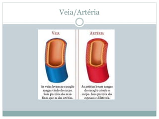 Veia/Artéria
 