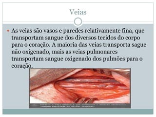 Veias
 As veias são vasos e paredes relativamente fina, que
transportam sangue dos diversos tecidos do corpo
para o coração. A maioria das veias transporta sague
não oxigenado, mais as veias pulmonares
transportam sangue oxigenado dos pulmões para o
coração.
 