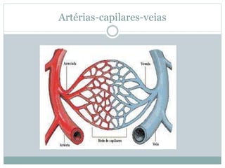 Artérias-capilares-veias
 