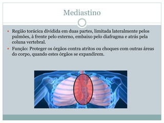 Mediastino
 Região torácica dividida em duas partes, limitada lateralmente pelos
pulmões, à frente pelo externo, embaixo pelo diafragma e atrás pela
coluna vertebral.
 Função: Proteger os órgãos contra atritos ou choques com outras áreas
do corpo, quando estes órgãos se expandirem.
 