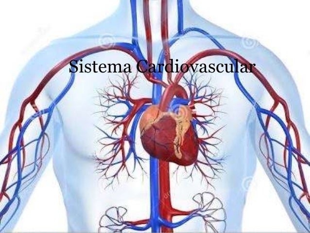 sistema cardiovascular sistema cardiovascular