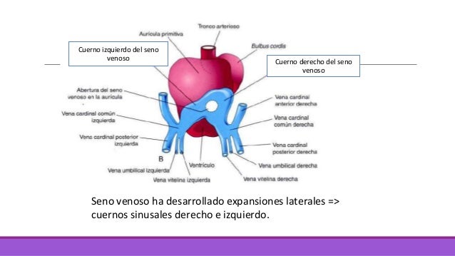 cuernos senos cuernos senos