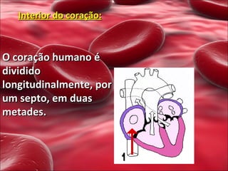 Interior do coração: O coração humano é dividido longitudinalmente, por um septo, em duas metades. 