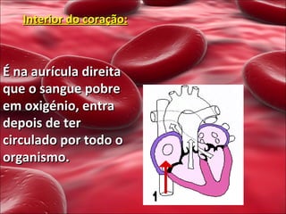 Interior do coração: É na aurícula direita que o sangue pobre em oxigénio, entra depois de ter circulado por todo o organismo. 