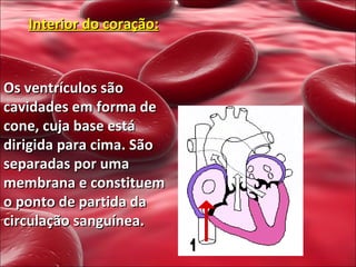 Interior do coração: Os ventrículos são cavidades em forma de cone, cuja base está dirigida para cima. São separadas por uma membrana e constituem o ponto de partida da circulação sanguínea. 