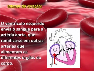 Interior do coração: O ventrículo esquerdo envia o sangue para a artéria aorta, que ramifica-se em outras artérias que alimentam os diferentes órgãos do corpo. 