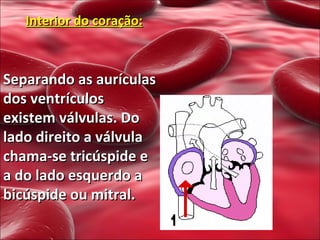 Interior do coração: Separando as aurículas dos ventrículos existem válvulas. Do lado direito a válvula chama-se tricúspide e a do lado esquerdo a bicúspide ou mitral. 