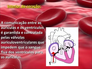 Interior do coração: A comunicação entre as aurículas e os ventrículos é garantida e controlada pelas válvulas auriculoventriculares que impedem que o sangue flua dos ventrículos para as aurículas. 
