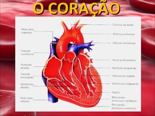 O CORAÇÃO 