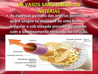 OS VASOS SANGUINEOS: AS ARTÉRIAS As espessas paredes das artérias permitem que o sangue se desloque de uma forma irregular e sob elevada pressão, de acordo com o bombeamento efetuado no coração. 