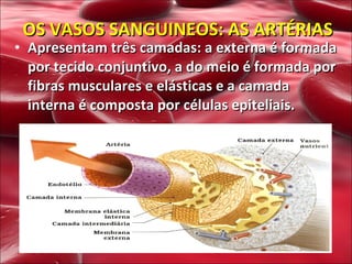 Apresentam três camadas: a externa é formada por tecido conjuntivo, a do meio é formada por fibras musculares e elásticas e a camada interna é composta por células epiteliais. OS VASOS SANGUINEOS: AS ARTÉRIAS 