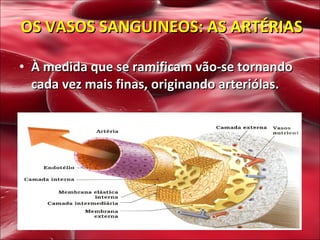 À medida que se ramificam vão-se tornando cada vez mais finas, originando arteriólas. OS VASOS SANGUINEOS: AS ARTÉRIAS 