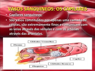 VASOS SANGUINEOS: OS CAPILARES Capilares sanguíneos: São vasos constituídos por apenas uma camada de células, são extremamente finos e comunicam com as veias através das vênulas e com as artérias através das arteríolas. 