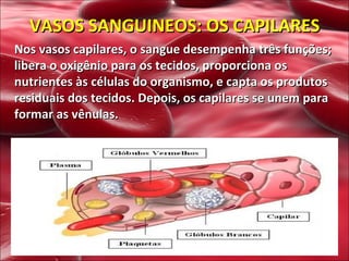 VASOS SANGUINEOS: OS CAPILARES Nos vasos capilares, o sangue desempenha três funções; libera o oxigênio para os tecidos, proporciona os nutrientes às células do organismo, e capta os produtos residuais dos tecidos. Depois, os capilares se unem para formar as vênulas.  