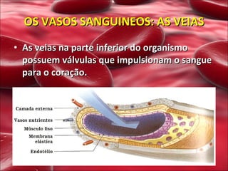 As veias na parte inferior do organismo possuem válvulas que impulsionam o sangue para o coração. OS VASOS SANGUINEOS: AS VEIAS 