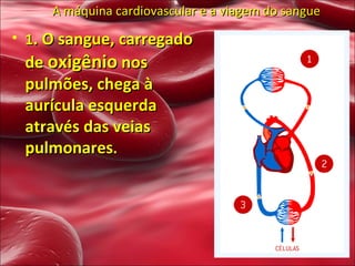 A máquina cardiovascular e a viagem do sangue 1 . O sangue, carregado de  oxigênio  nos pulmões, chega à aurícula esquerda através das veias pulmonares . 