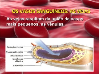 OS VASOS SANGUINEOS: AS VEIAS As veias resultam da união de vasos mais pequenos, as vênulas.  