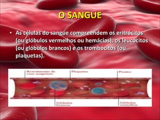 O SANGUE As células do sangue compreendem os eritrócitos (ou glóbulos vermelhos ou hemácias), os leucócitos (ou glóbulos brancos) e os trombócitos (ou plaquetas).  