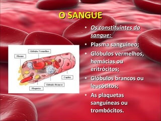 Os constituintes do sangue:   Plasma sanguíneo; Glóbulos vermelhos, hemácias ou eritrócitos; Glóbulos brancos ou leucócitos; As plaquetas sanguíneas ou trombócitos. O SANGUE 