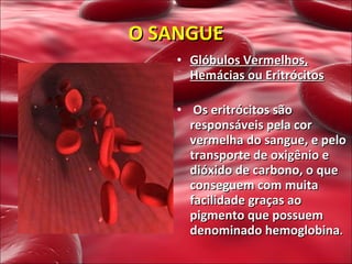 Glóbulos Vermelhos, Hemácias ou Eritrócitos     Os eritrócitos são responsáveis pela cor vermelha do sangue, e pelo transporte de oxigênio e dióxido de carbono, o que conseguem com muita facilidade graças ao pigmento que possuem denominado hemoglobina . O SANGUE 