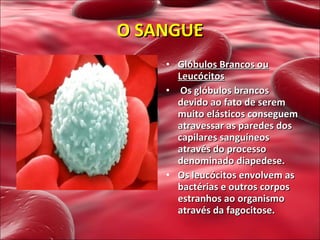 O SANGUE Glóbulos Brancos ou Leucócitos   Os glóbulos brancos devido ao fato de serem muito elásticos conseguem atravessar as paredes dos capilares sanguíneos através do processo denominado diapedese. Os leucócitos envolvem as bactérias e outros corpos estranhos ao organismo através da fagocitose. 