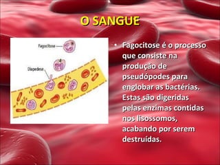 Fagocitose é o processo que consiste na produção de pseudópodes para englobar as bactérias. Estas são digeridas pelas enzimas contidas nos lisossomos, acabando por serem destruídas.   O SANGUE 
