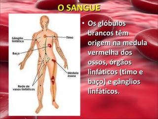 Os glóbulos brancos têm origem na medula vermelha dos ossos, órgãos linfáticos (timo e baço) e gânglios linfáticos. O SANGUE 