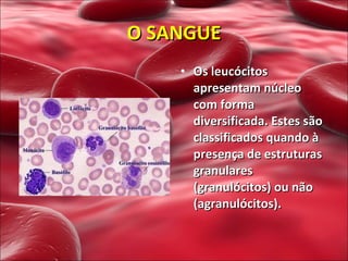 Os leucócitos apresentam núcleo com forma diversificada. Estes são classificados quando à presença de estruturas granulares (granulócitos) ou não (agranulócitos).  O SANGUE 