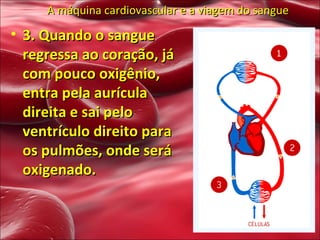 A máquina cardiovascular e a viagem do sangue 3. Quando o sangue regressa ao coração, já com pouco oxigênio, entra pela aurícula direita e sai pelo ventrículo direito para os pulmões, onde será oxigenado. 