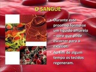 Durante este processo forma-se um líquido amarelo – soro que pode escorrer para o exterior. Ao fim de algum tempo os tecidos regeneram. O SANGUE 