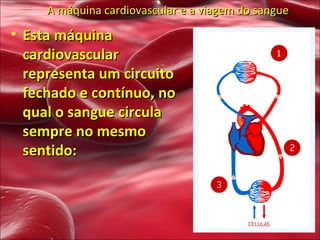 A máquina cardiovascular e a viagem do sangue Esta máquina cardiovascular representa um circuito fechado e contínuo, no qual o sangue circula sempre no mesmo sentido: 