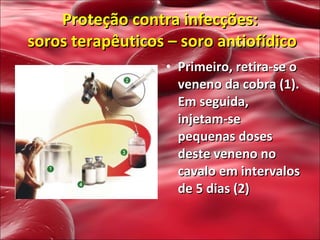 Primeiro, retira-se o veneno da cobra (1). Em seguida, injetam-se pequenas doses deste veneno no cavalo em intervalos de 5 dias (2) Proteção contra infecções:  soros terapêuticos – soro antiofídico 